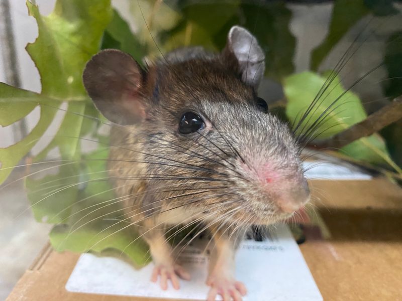 West Virginia – Allegheny Woodrat