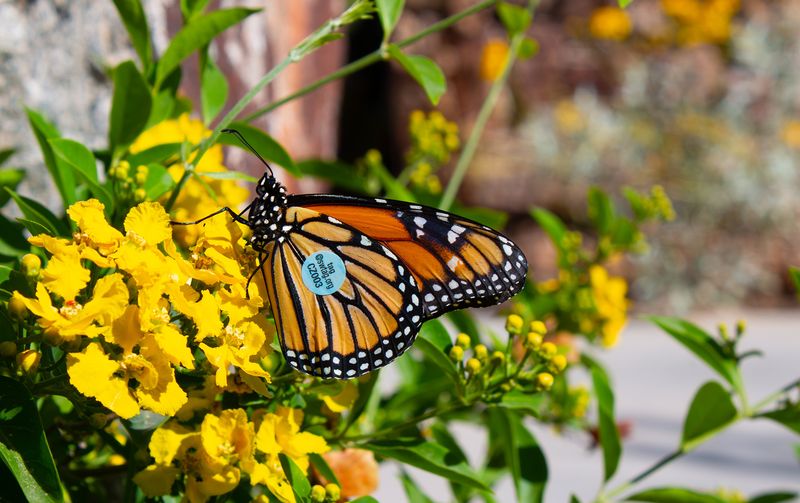 Explore Desert Botanical Garden
