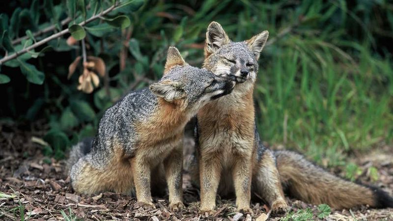 Island Fox: A Conservation Success Story Now Threatened Again