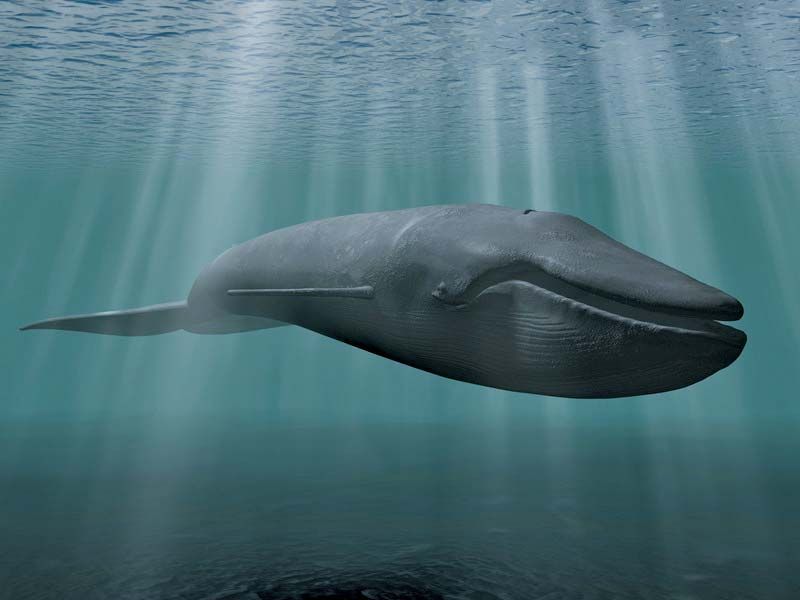 Blue Whales Breathe Like Us - With Massive Lungs