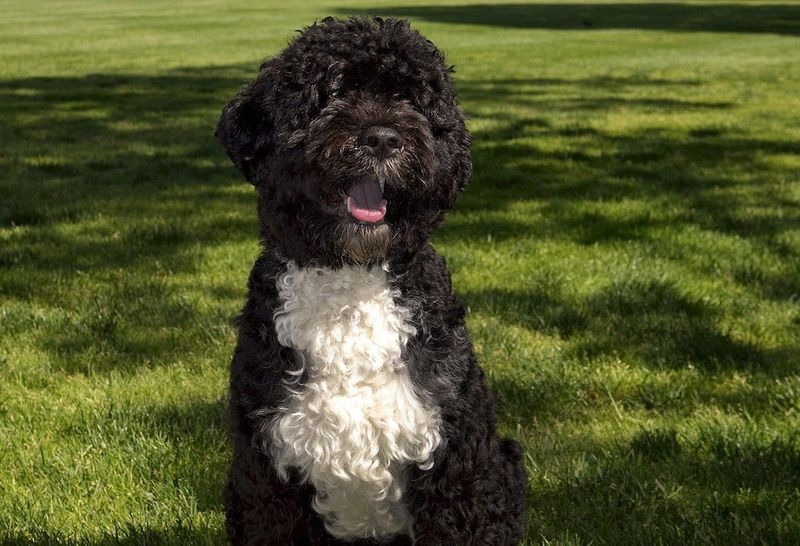 Portuguese Water Dog