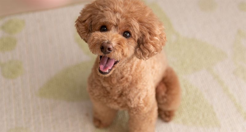 Toy Poodle