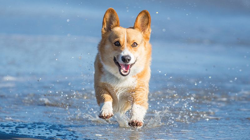 Pembroke Welsh Corgi