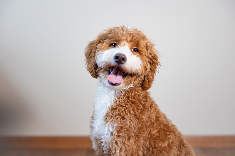 Golden Doodle
