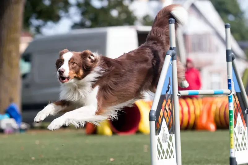 Australian Shepherd: The Agility Champion