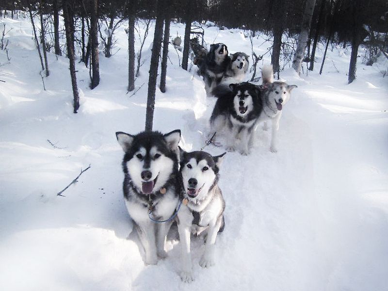 Alaskan Malamute: Arctic Expedition Leader