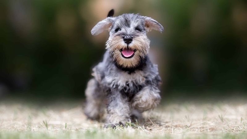 Miniature Schnauzers: The Territorial Worriers