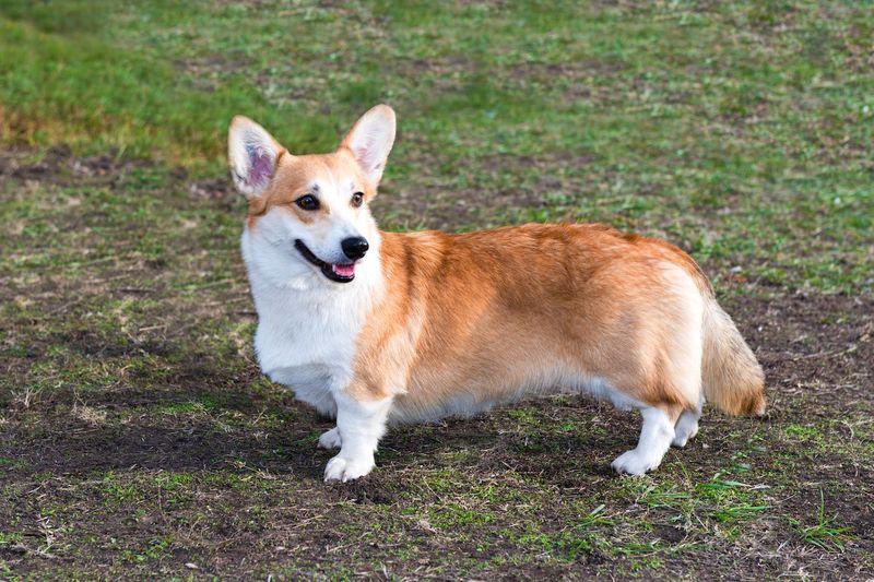 Cardigan Welsh Corgis: Low-Riders With High IQs