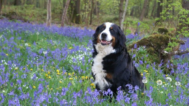 Bernese Mountain Dogs: The Gentle Giants