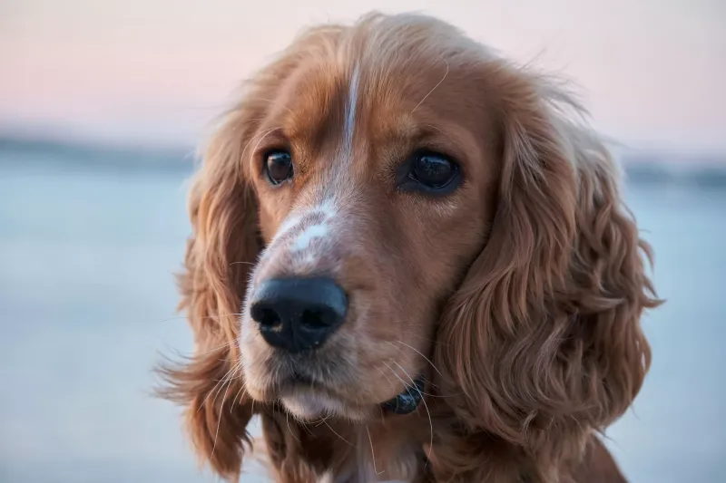 Cocker Spaniels: Silky Ears That Capture Every Sound