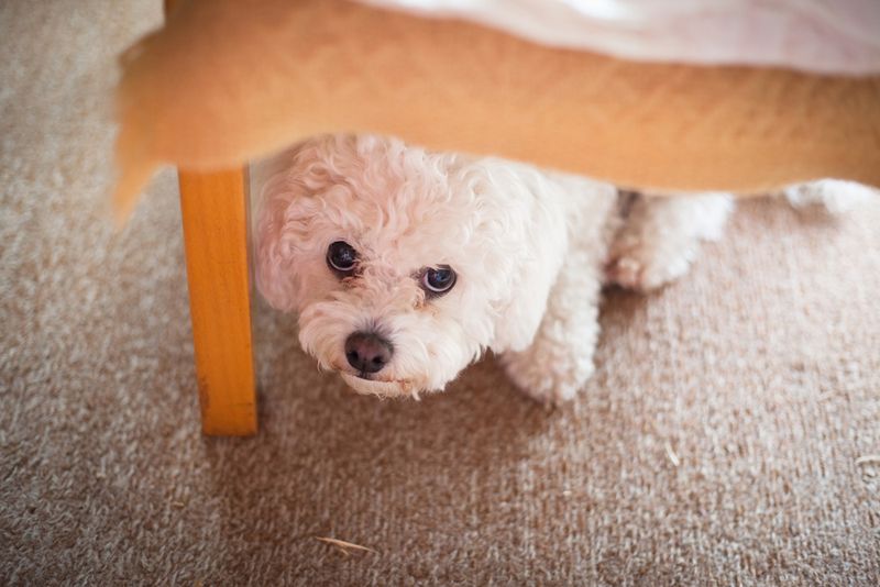 Bichon Frises Turn Into Fluffy Stress Balls