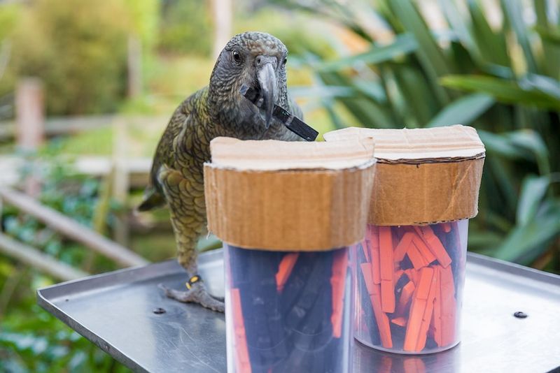 Problem-Solving Prodigies: Kea Parrots