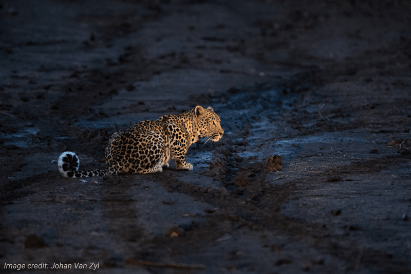 Nighttime Encounters Change The Rules
