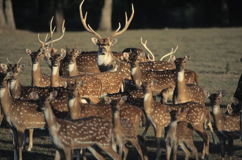 Social Structure And Herd Behavior
