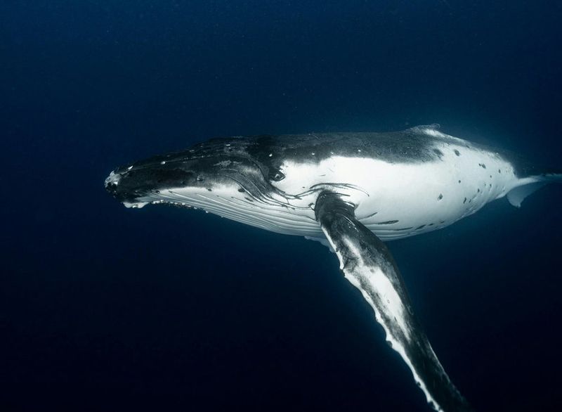 Understanding Whale Songs Could Aid Conservation