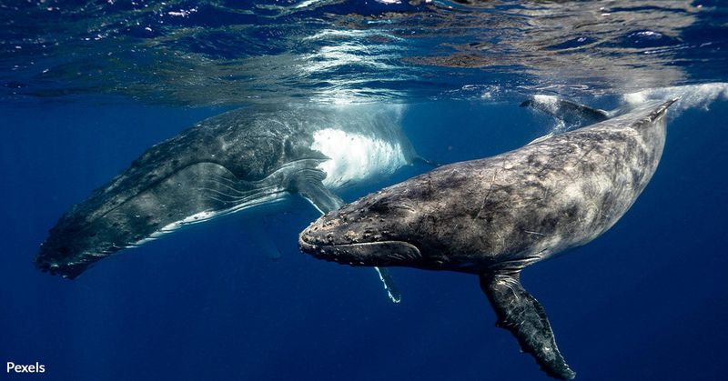 Humpbacks Use Repetition And Structure In Songs