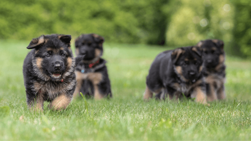 Puppy Phase Lasts Forever (Almost)