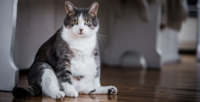 Overweight Cats Face Higher Risks