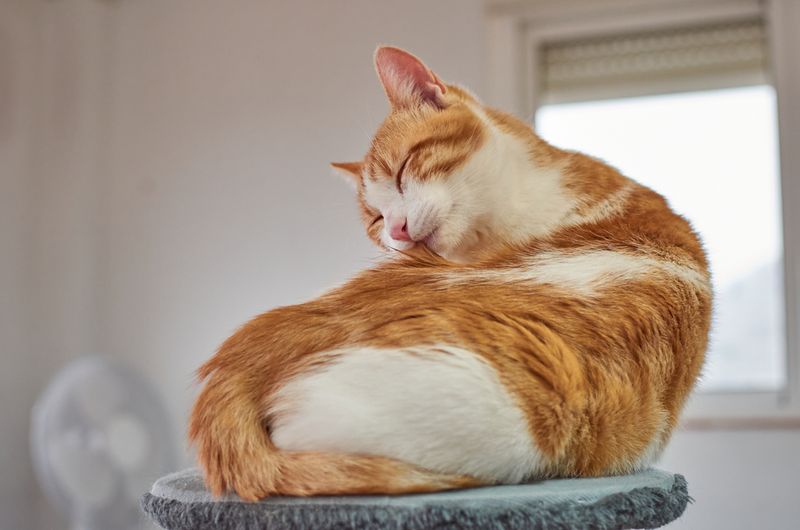 Grooming Habits Take Center Stage