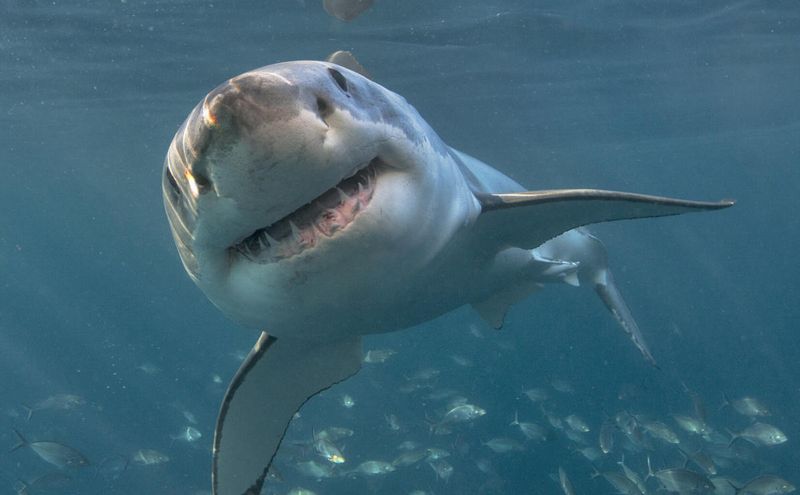 Ocean's Toughest Survivors