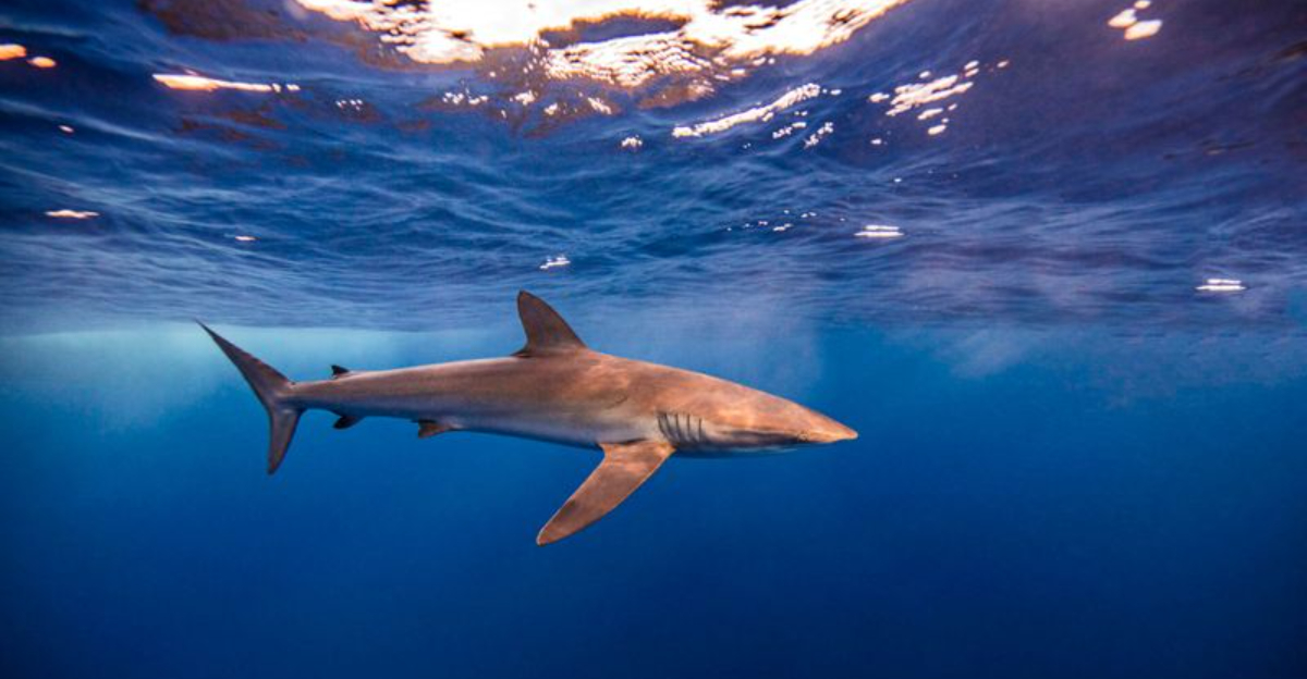 Volcano-Dwelling Sharks? Scientists Just Confirmed It's Real