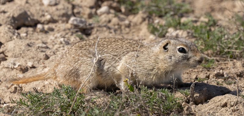Snake River Plains Ground Squirrel