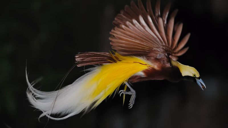 Birds Of The Sun: The Connection To Solar Myths