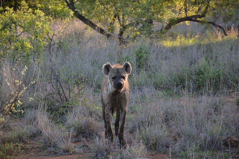 Hyenas