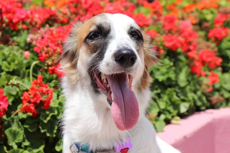 Plant A Dog-Friendly, Native Garden