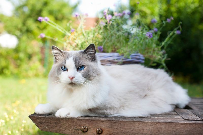 Less Meowing For Attention