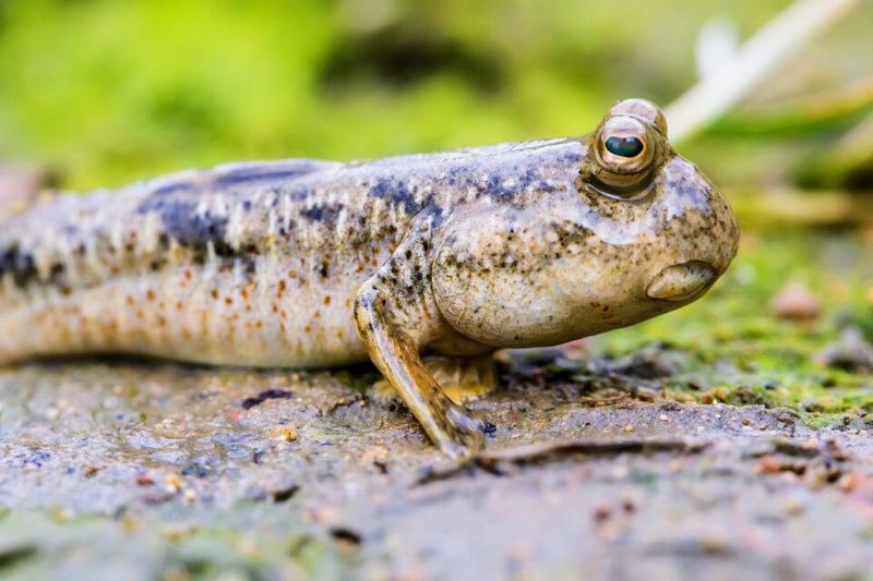 Mudskippers Conquer Land With Breathing Skin