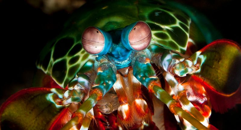 Oceanic Oddball: The Mantis Shrimp