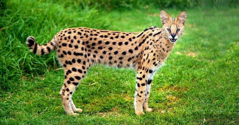 Servals: Spotted Cats With Spotted Financial Records