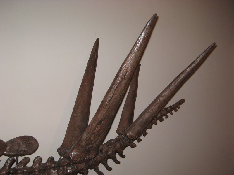 Thagomizer: A Tail Named By A Cartoon