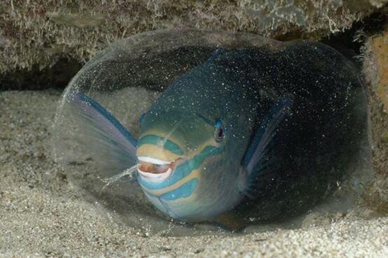 Parrotfish: Reef Architects With Spatial Intelligence