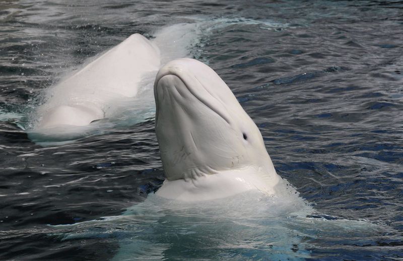 Beluga Whales: The Sea Canary Mystery