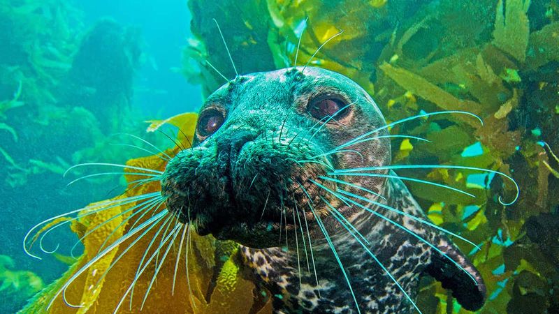 Seals