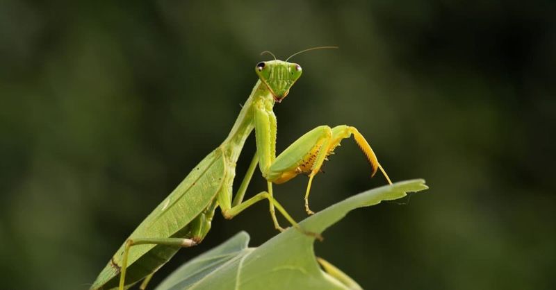 Fierce Praying Mantises