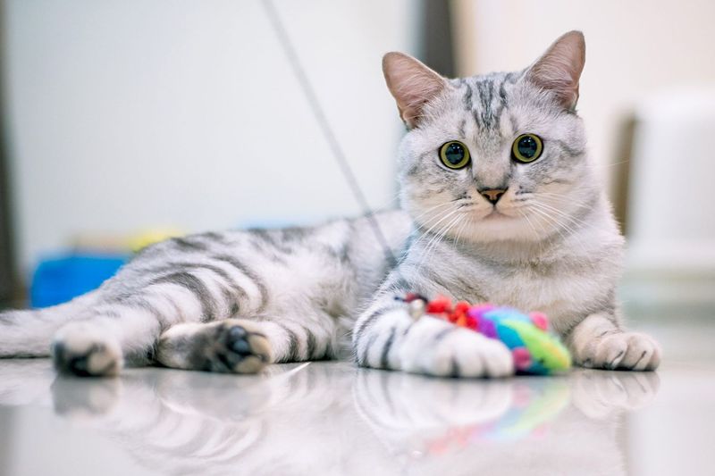 Need A Low-Maintenance Grooming Routine? American Shorthairs And British Shorthairs Have You Covered