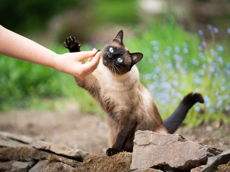 Looking For Fun And Playfulness? Siamese And Bengal Cats Are Always Ready To Play