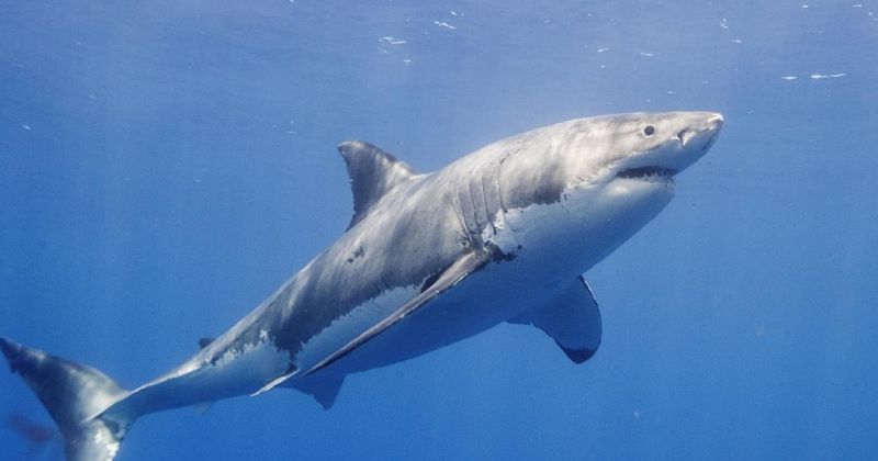 Fishermen Report More Shark Encounters