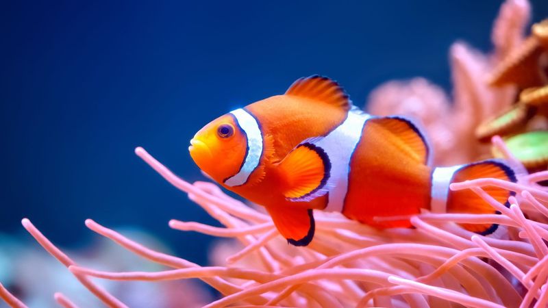 Smaller Fish Use Less Oxygen