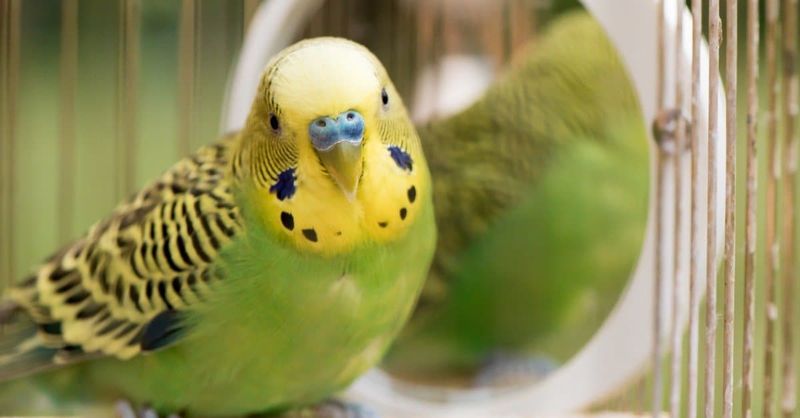 Breeding Affects Female Longevity