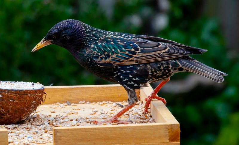 Trash Tactics: European Starlings