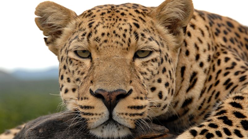 Leopards