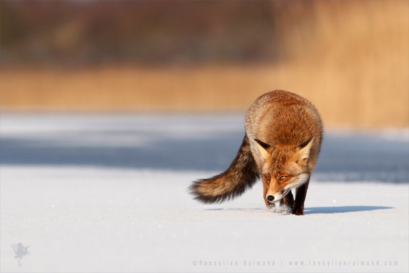 Minnesota's Boundary Waters Fox Kingdom