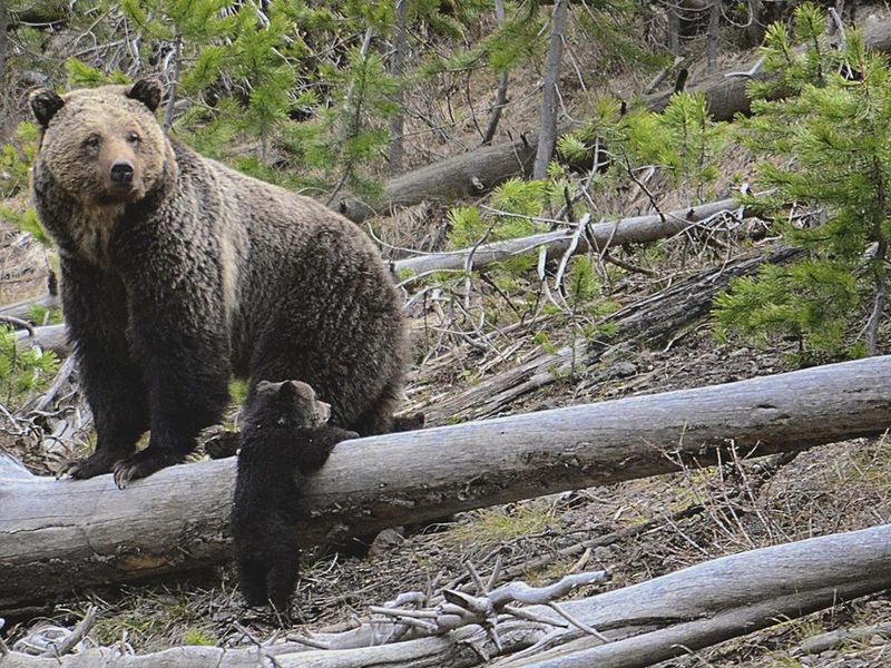 Idaho: Wilderness Bear Territory