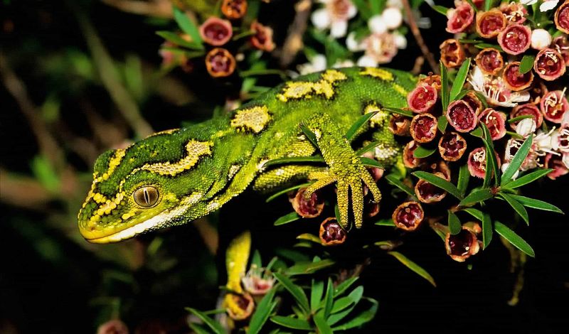 Geckos With Glowing Throats
