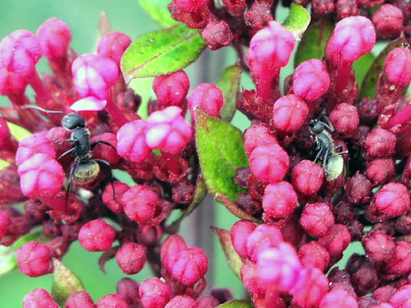 Ants With Surprising Flower Relationships