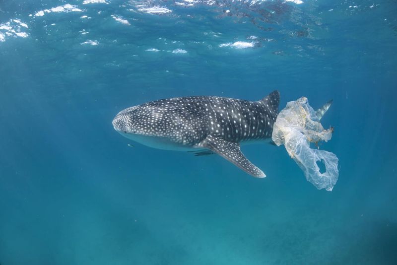Plastic Pollution Choking Marine Life